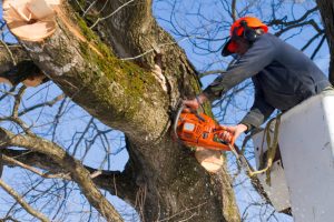Tree Care Services in Georgetown, KY.
