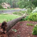 Tree Removal Services Removal