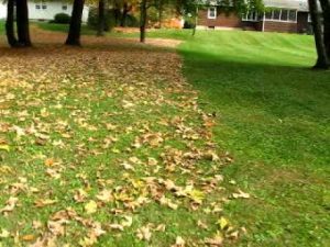 Fall Clean Up Services Georgetown