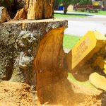 Stump Grinding Services Georgetown