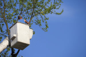 4 Things To Look For In A Tree Service Company
