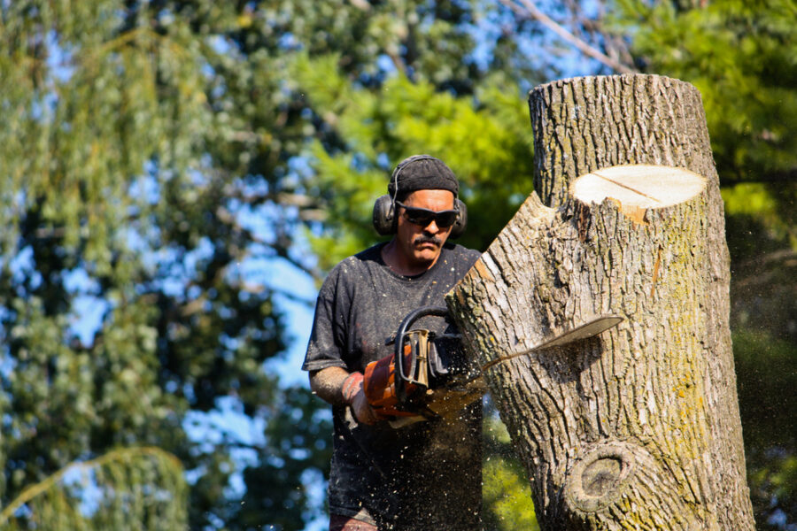 Tree removal service in Georgetown