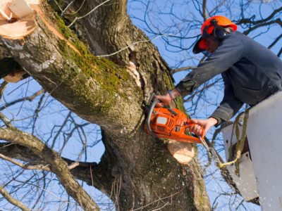 Tree Care Services in Georgetown, KY.